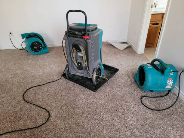 Best Mold removal after water damage  in Searles Valley, CA